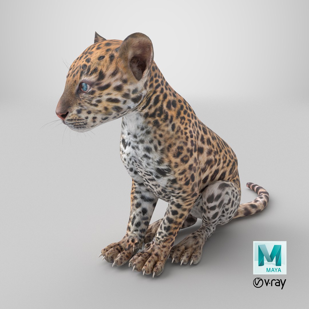3D Leopard Cub Sitting Pose model https://p.turbosquid.com/ts-thumb/I5/sdKAjM/WO/stemcell_maya_vray_render/png/1738945910/1920x1080/fit_q87/79f2be7b3db24866fb65393c67b0de97e1496afd/stemcell_maya_vray_render.jpg