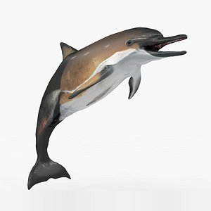 dolphin rigged 3D model