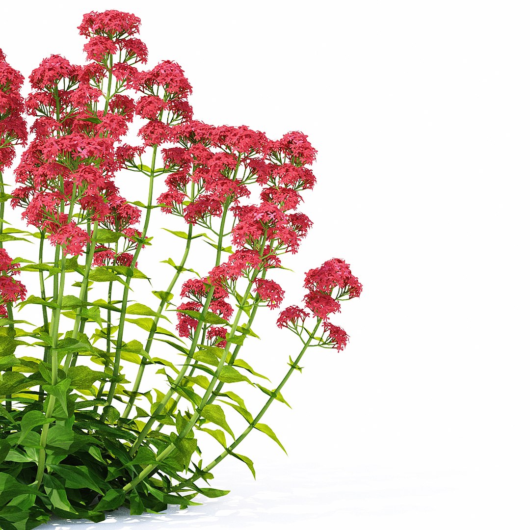 3D Centranthus Ruber - TurboSquid 1909115
