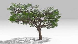 3D African Acacia Tree-S11