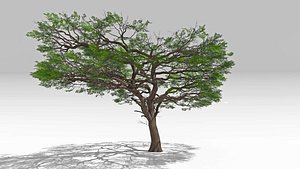 African Acacia Tree-S11
