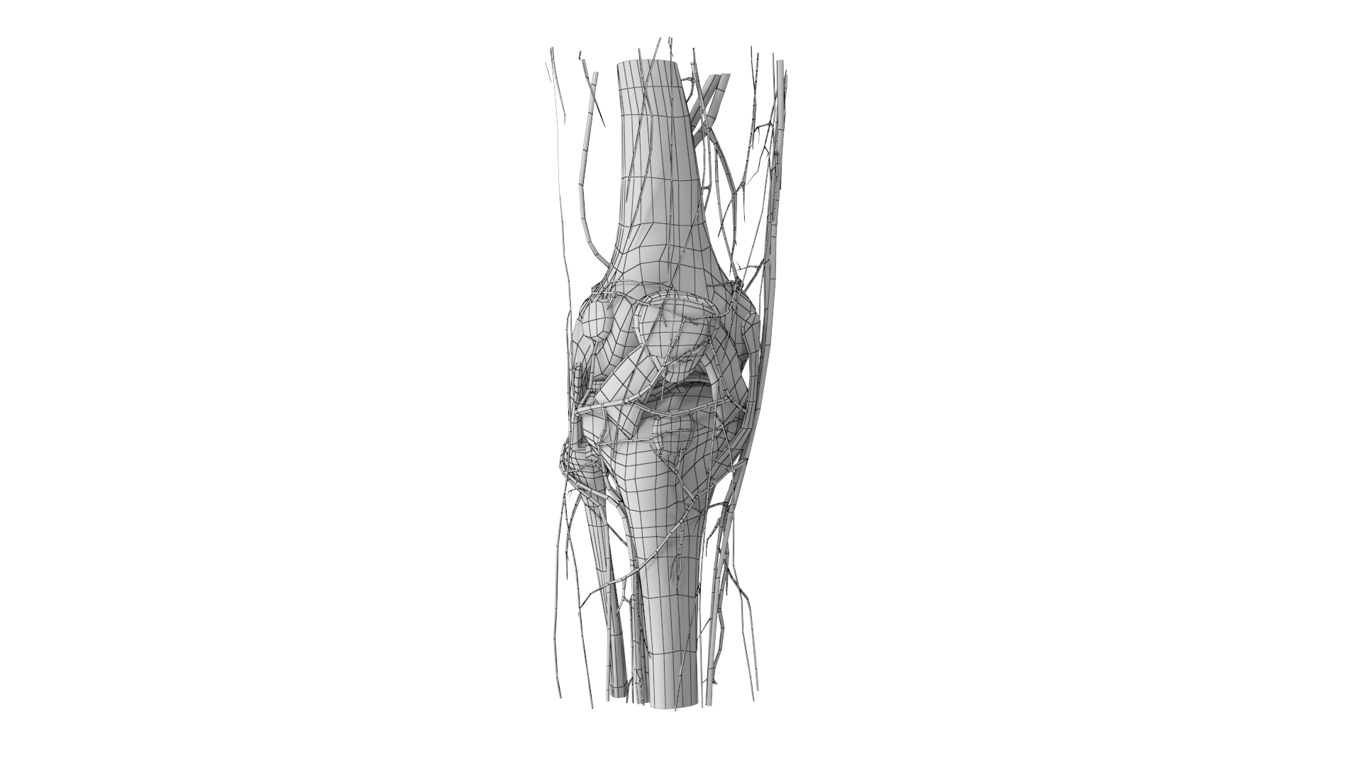 complete knee anatomy muscles 3D model https://p.turbosquid.com/ts-thumb/I6/RQaxTG/BzU5VBLP/knee/png/1565715466/1920x1080/turn_fit_q99/966cf423047f4c977da732661e339786666ac912/knee-1.jpg