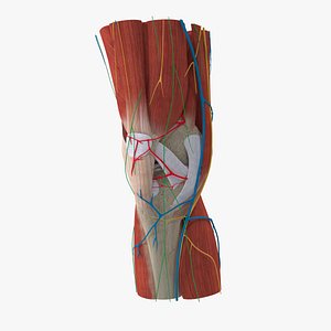 complete knee anatomy muscles 3D model