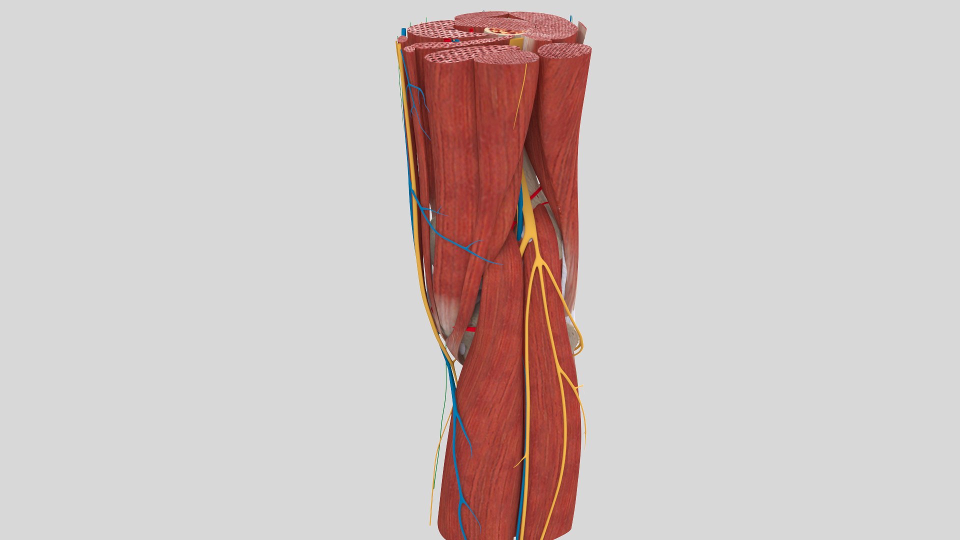 complete knee anatomy muscles 3D model https://p.turbosquid.com/ts-thumb/I6/RQaxTG/KxOweB8L/knee4/jpg/1565534121/1920x1080/fit_q87/03735b1b139fb541887e7977432f697b66f6eab4/knee4.jpg