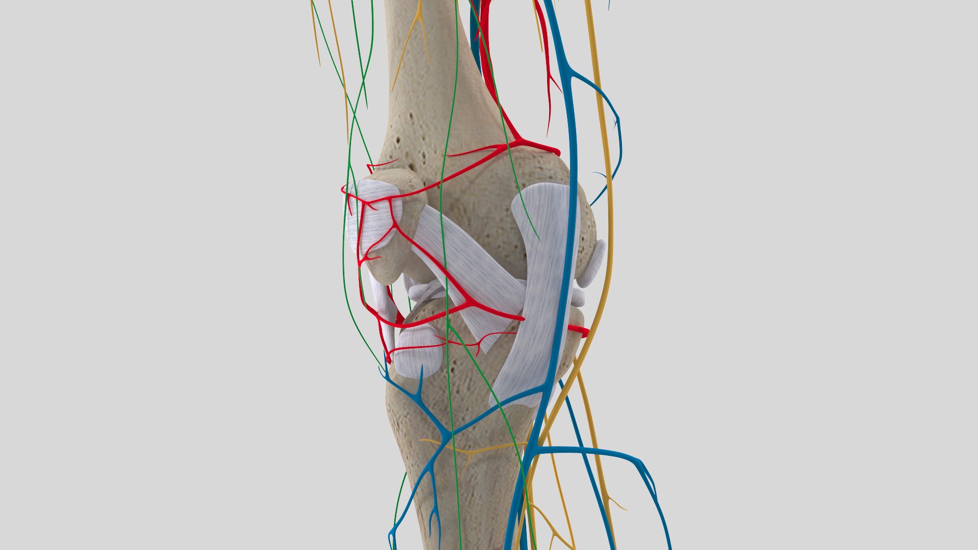 complete knee anatomy muscles 3D model https://p.turbosquid.com/ts-thumb/I6/RQaxTG/LuyLC0Mj/kneewithoutmuscle1/jpg/1565534121/1920x1080/fit_q87/b677cd3441295d63d60a4d418e3746700e9a2a78/kneewithoutmuscle1.jpg