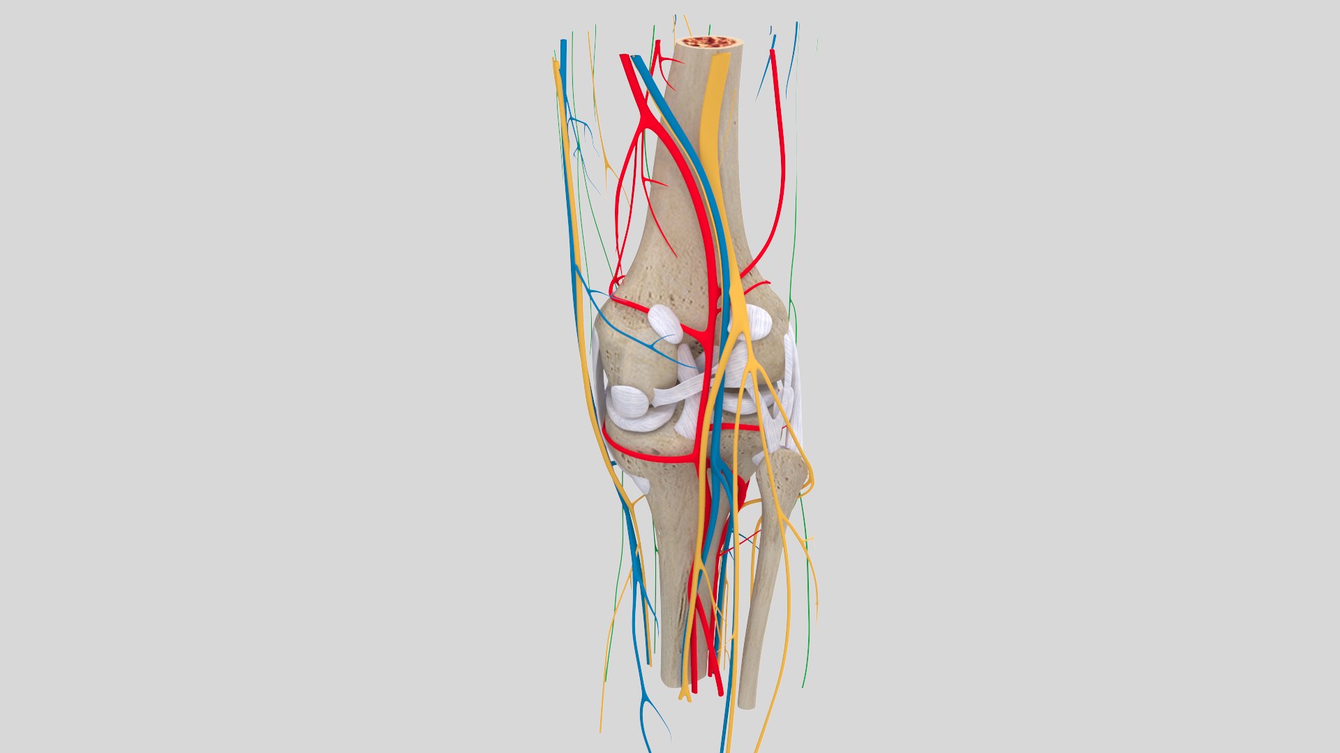 complete knee anatomy muscles 3D model https://p.turbosquid.com/ts-thumb/I6/RQaxTG/PJhxtmS3/kneewithoutmuscle4/jpg/1565534121/1920x1080/fit_q87/6ac7f21a9cac50890504efb04b879d40282c3e72/kneewithoutmuscle4.jpg