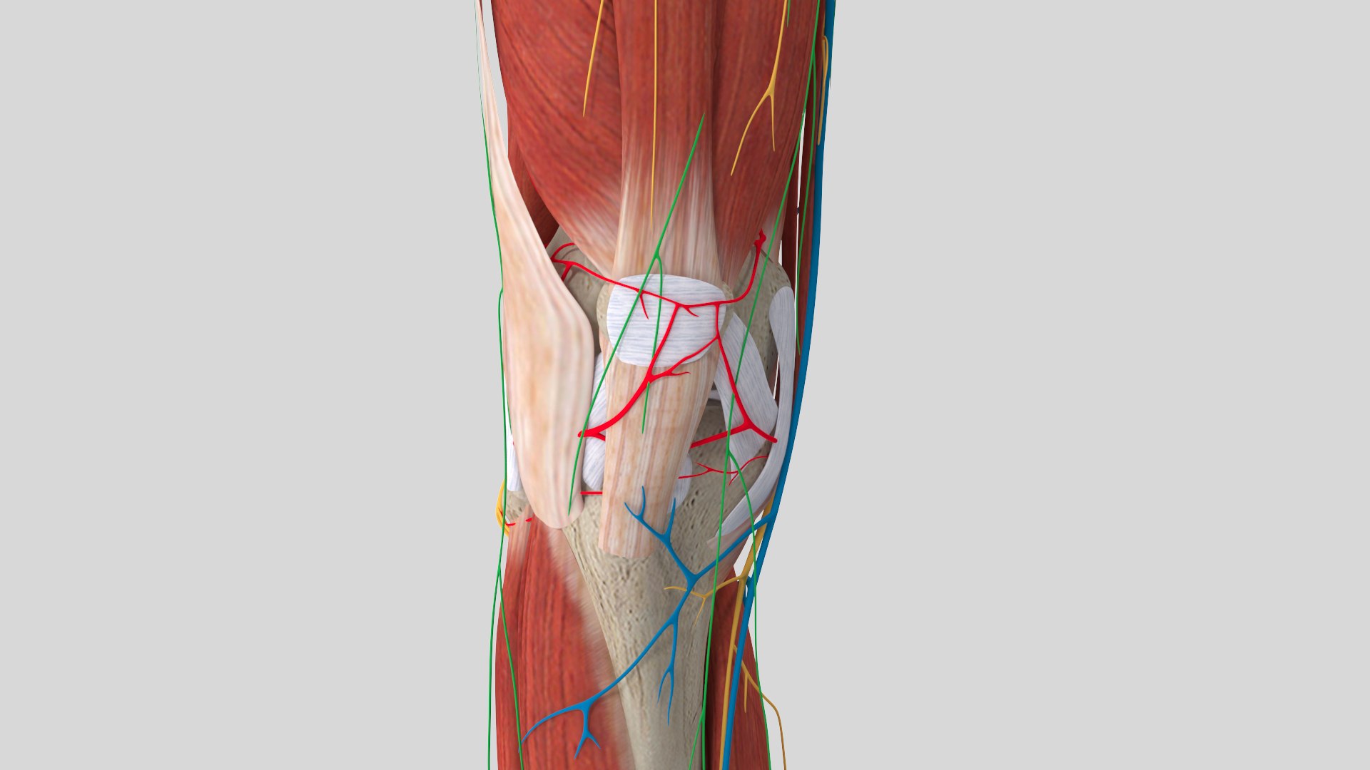 complete knee anatomy muscles 3D model https://p.turbosquid.com/ts-thumb/I6/RQaxTG/VaJdXY6A/knee3/jpg/1565534121/1920x1080/fit_q87/0cd53c29c080d29c50ed2e65c81c4888258242c0/knee3.jpg