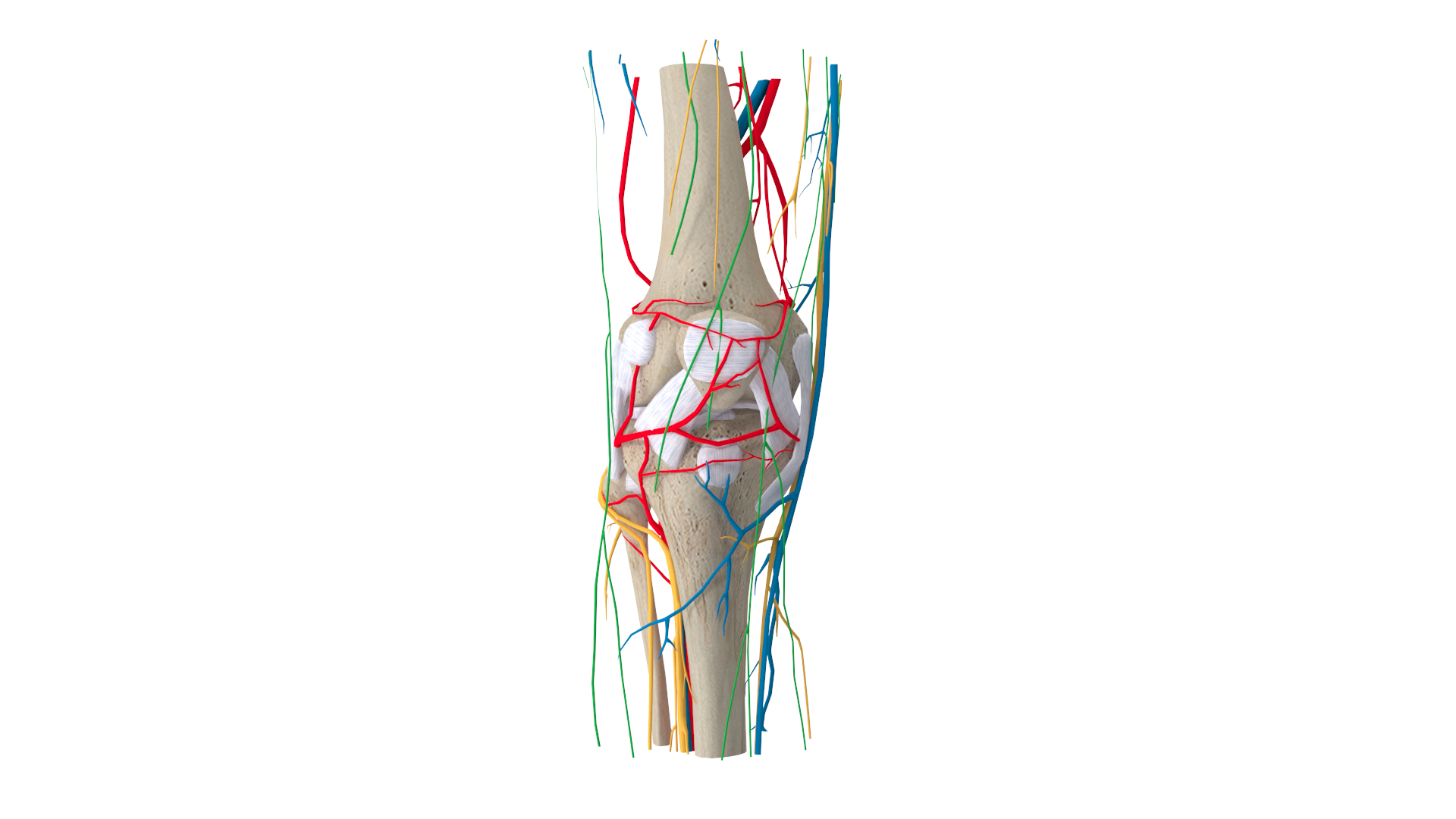 complete knee anatomy muscles 3D model https://p.turbosquid.com/ts-thumb/I6/RQaxTG/hqyOp28u/knee/png/1565715739/1920x1080/turn_fit_q99/653c4da656bef9b26ffe108de64ee85e1bf5a641/knee-1.jpg