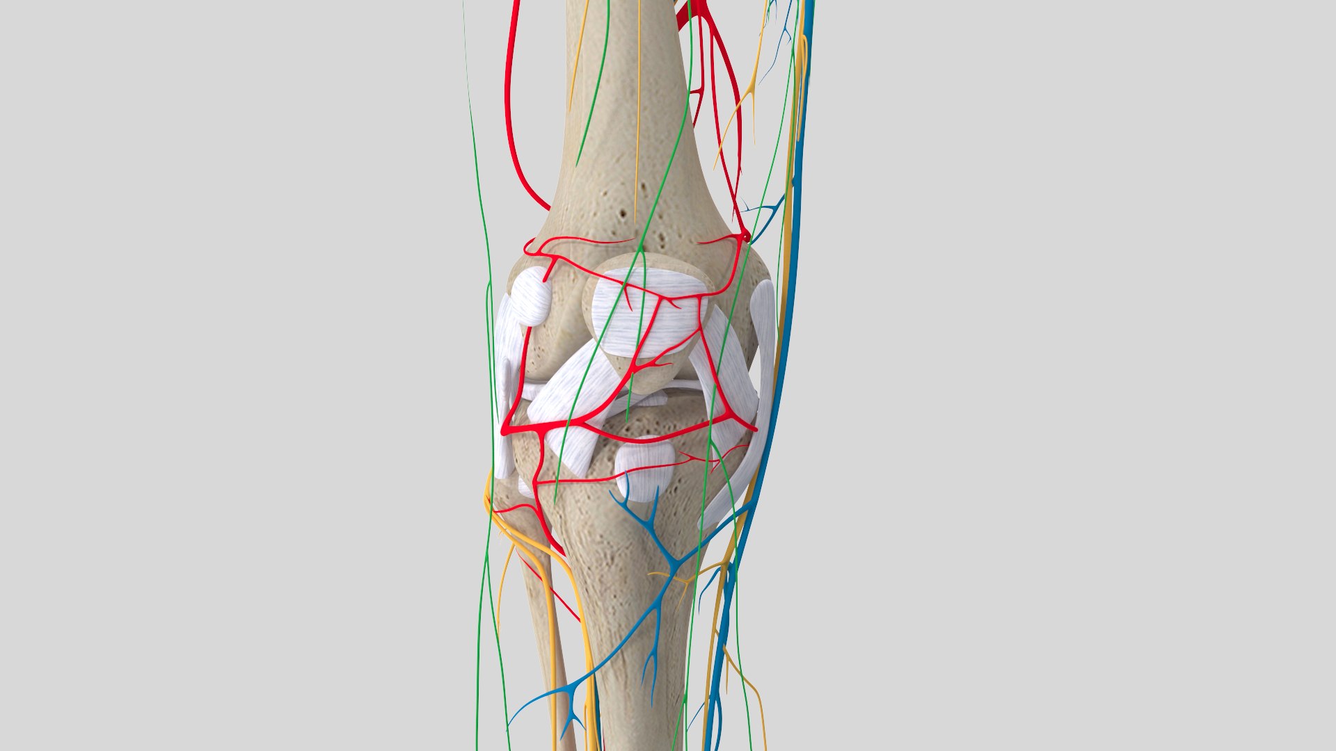 complete knee anatomy muscles 3D model https://p.turbosquid.com/ts-thumb/I6/RQaxTG/xkGDh60r/kneewithoutmuscle3/jpg/1565534121/1920x1080/fit_q87/0ea764ddf40cbf184493c47160d8db7eb629c106/kneewithoutmuscle3.jpg