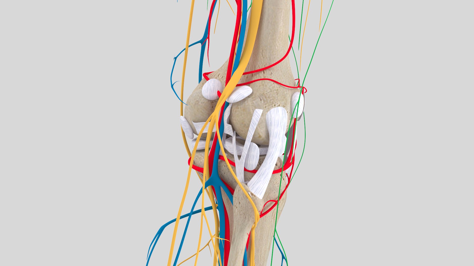 complete knee anatomy muscles 3D model https://p.turbosquid.com/ts-thumb/I6/RQaxTG/yKAOqilr/kneewithoutmuscle2/jpg/1565534121/1920x1080/fit_q87/0beae801c3caa716d38ff9599c7f2c2cedb5655c/kneewithoutmuscle2.jpg