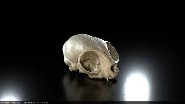 3D scan cat skull