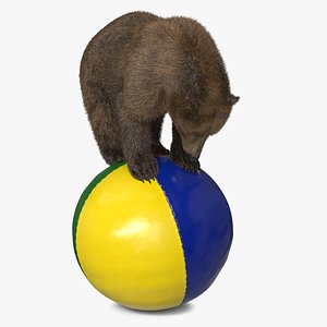Circus Performing Bear Balancing on Large Ball Fur