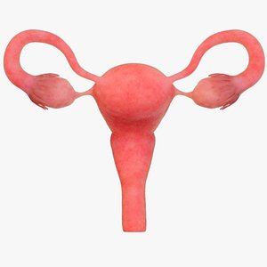 Healthy uterus ovaries  fallopian tubes  vagina female organs