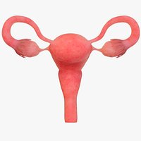 Healthy uterus ovaries  fallopian tubes  vagina female organs