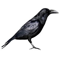 Fully rigged low poly Raven black Crow