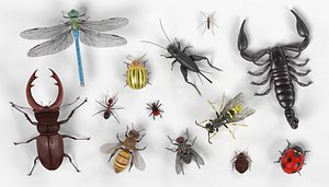 3d model insect common bee