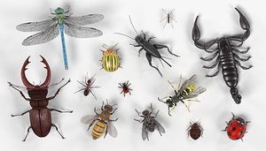 Insect Collection