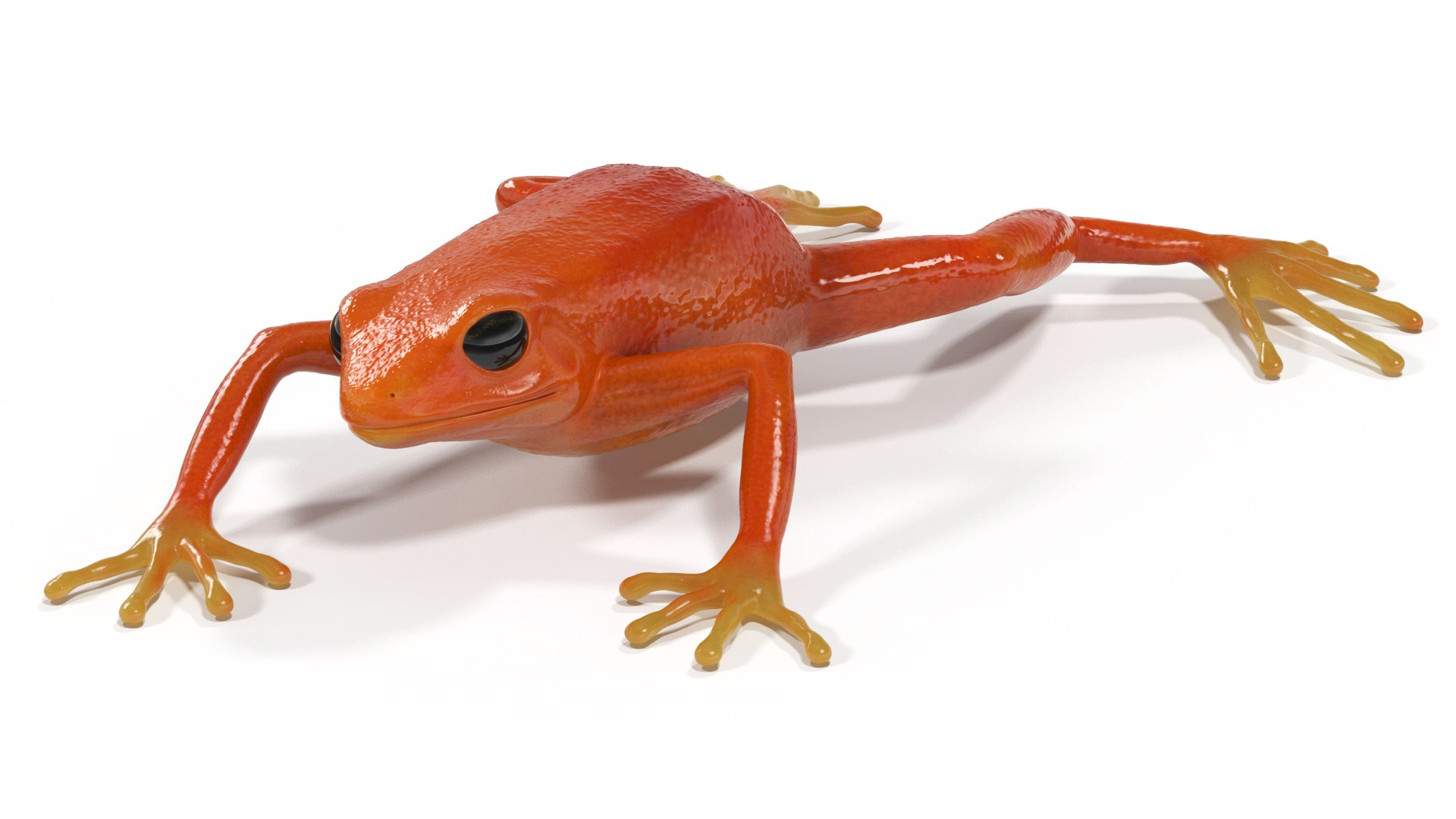 Mantella Frog 3D model preview