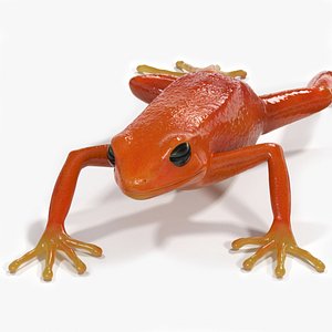 Mantella Frog