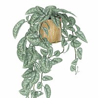 Vine plant Scindapsus pictus