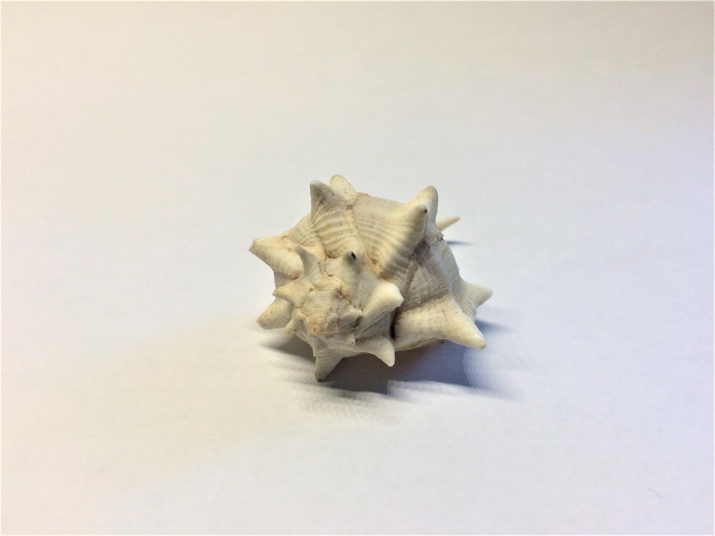 scanned horse conch shell 3D https://p.turbosquid.com/ts-thumb/I7/22NahK/DICFW1jA/img_2283/jpg/1564671972/1920x1080/fit_q87/dabc58adbf6fd10dbfe69bdfef9be8035ace9921/img_2283.jpg