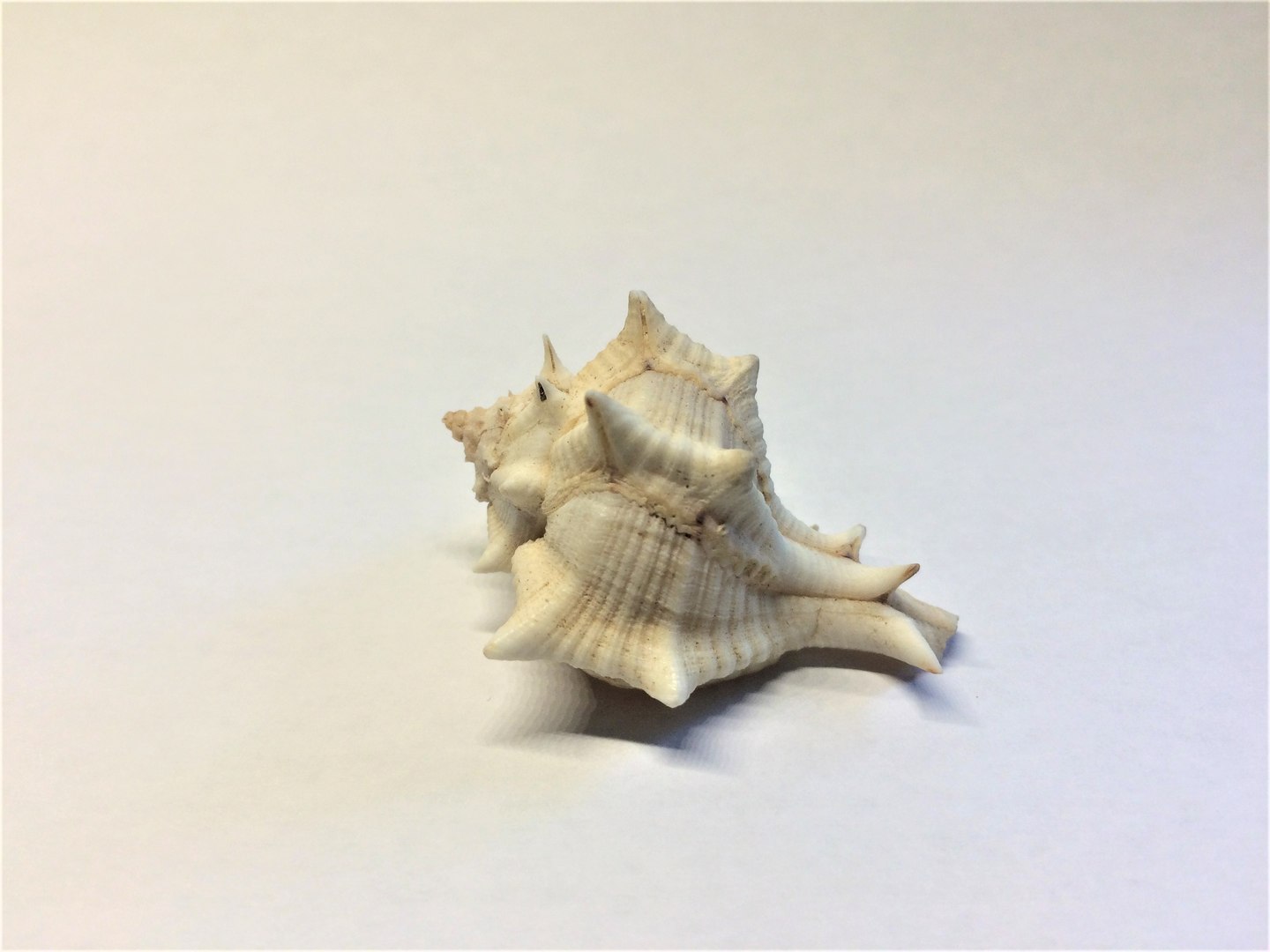 scanned horse conch shell 3D https://p.turbosquid.com/ts-thumb/I7/22NahK/Mw3LkypY/img_2284/jpg/1564671972/1920x1080/fit_q87/bb8b648e25facdb3269306109f5a911834d41286/img_2284.jpg