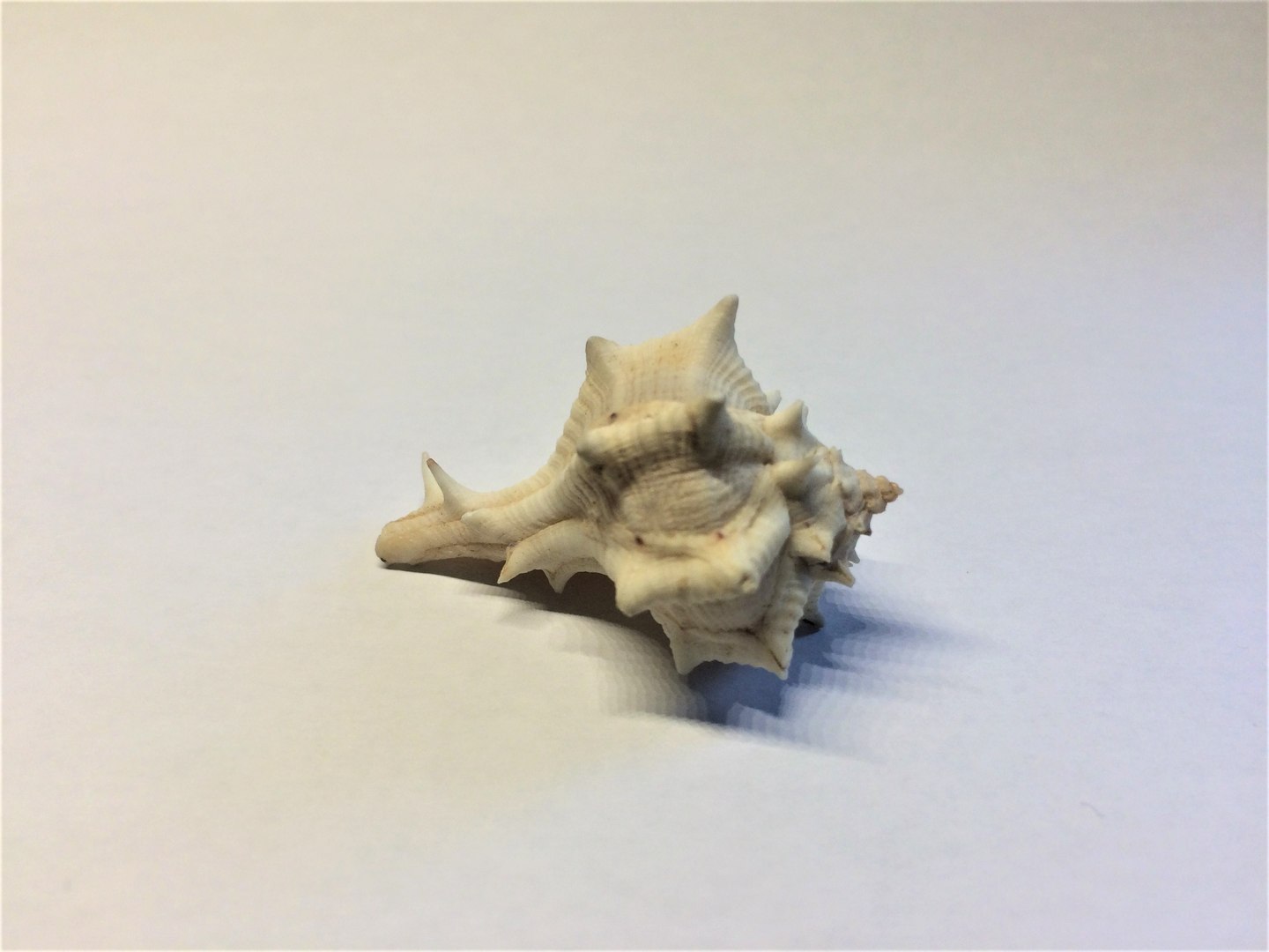 scanned horse conch shell 3D https://p.turbosquid.com/ts-thumb/I7/22NahK/OtmbSp7I/img_2282/jpg/1564671972/1920x1080/fit_q87/aa26bf25abf10d0e2e6c8f916674f6fd24c1b6b4/img_2282.jpg
