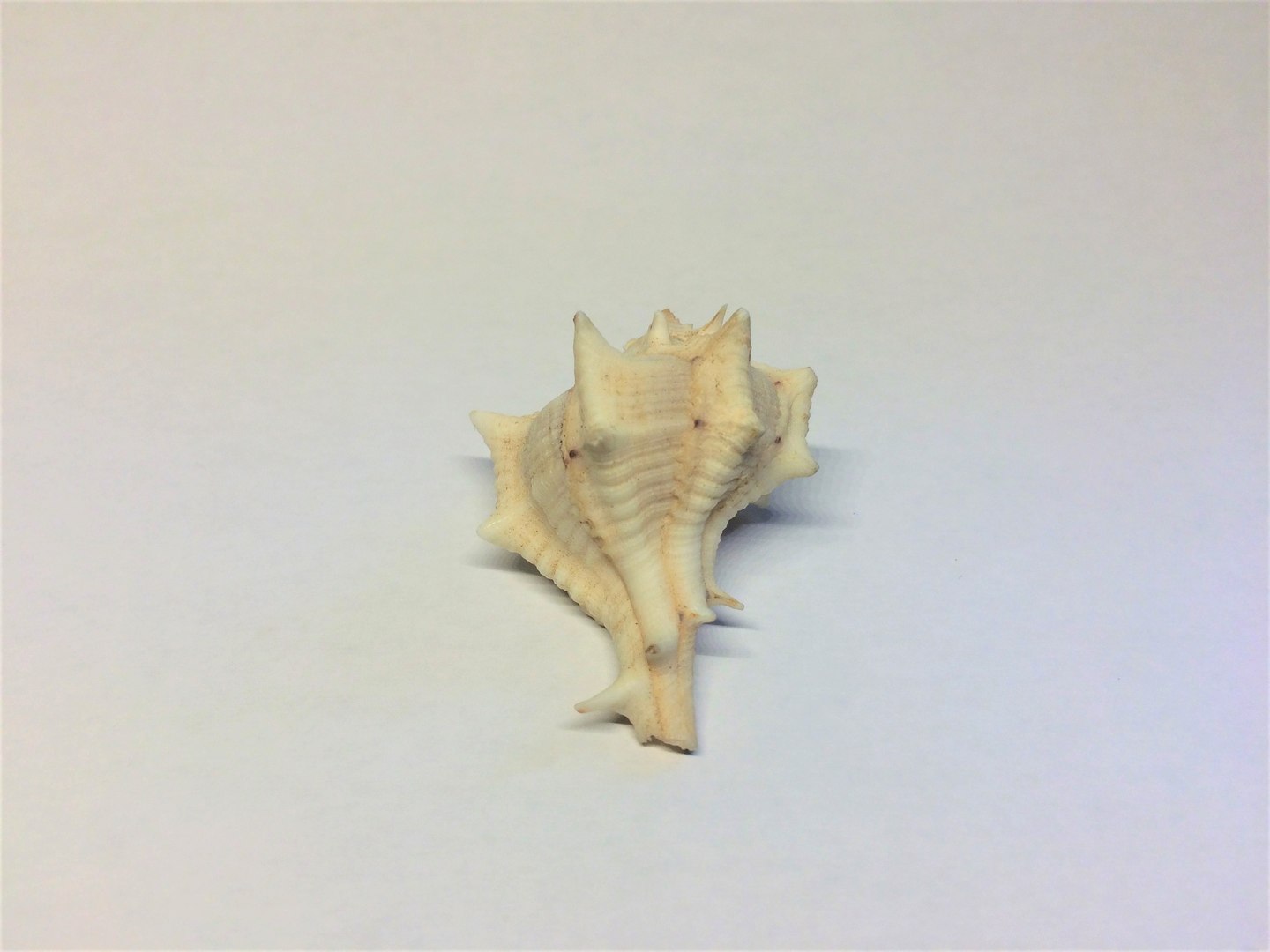 scanned horse conch shell 3D https://p.turbosquid.com/ts-thumb/I7/22NahK/gSRly0iY/img_2278/jpg/1564671972/1920x1080/fit_q87/a9af989f4300d800f50931c420814f5f5519b66e/img_2278.jpg