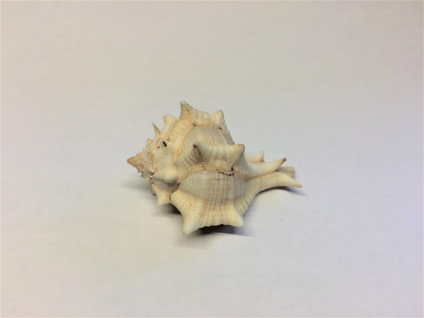 scanned horse conch shell 3D https://p.turbosquid.com/ts-thumb/I7/22NahK/iAEoqqHr/img_2277/jpg/1564671972/1920x1080/fit_q87/b324e8282ffd3063f76e3ebf267754bc87072c40/img_2277.jpg