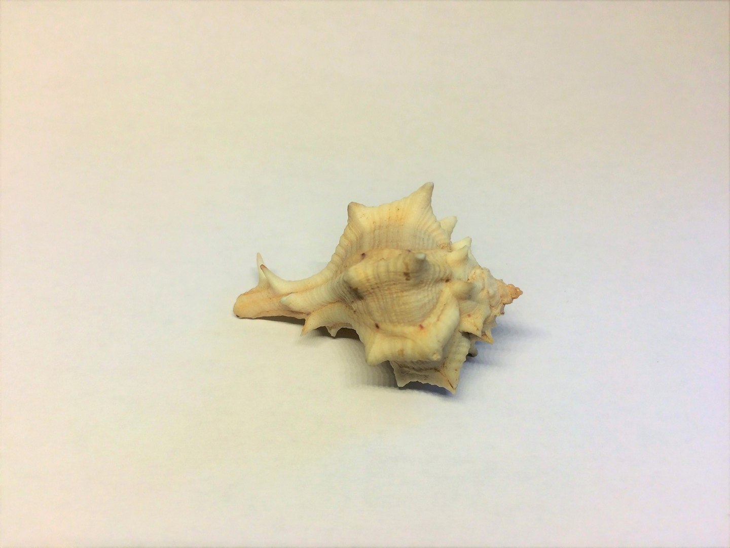 scanned horse conch shell 3D https://p.turbosquid.com/ts-thumb/I7/22NahK/lnLvQPJT/img_2276/jpg/1564671972/1920x1080/fit_q87/109094e3b01de67728007006603aea94f3a281c7/img_2276.jpg