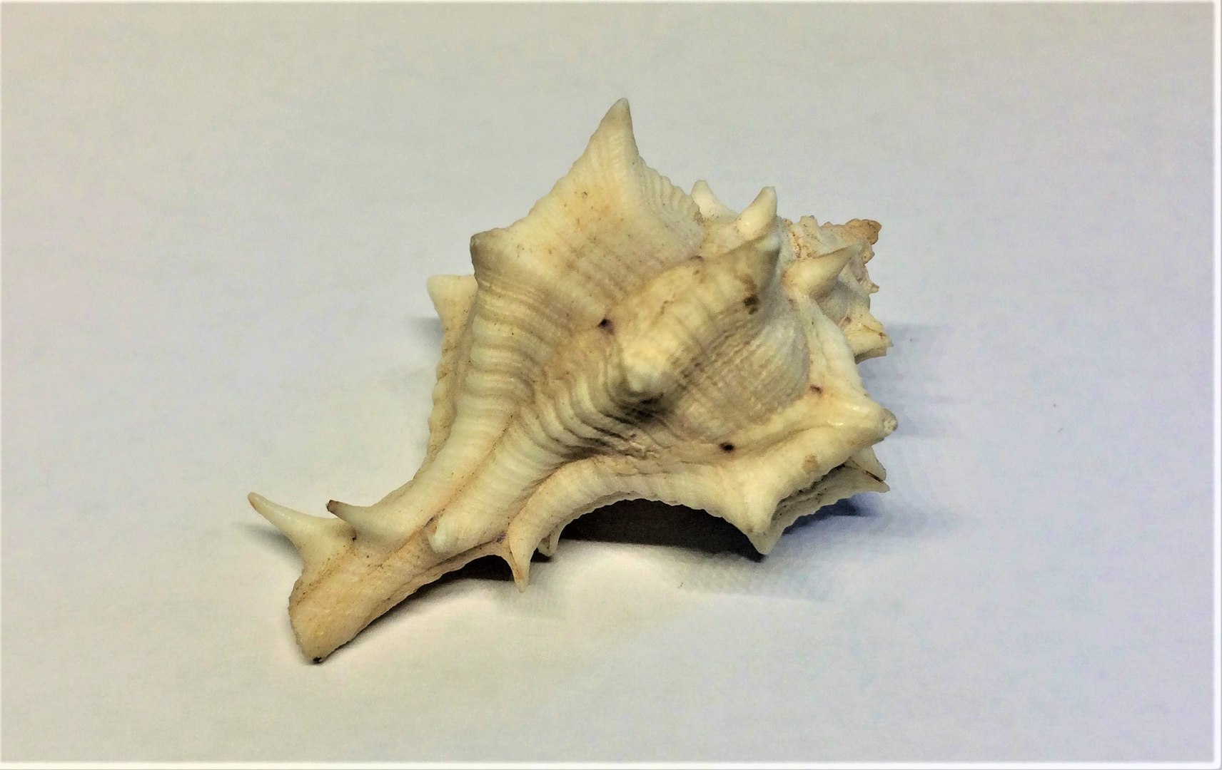 scanned horse conch shell 3D https://p.turbosquid.com/ts-thumb/I7/22NahK/mDD762qq/img_2279kopie/jpg/1564671826/1920x1080/fit_q87/2cc4e0d1b26f679d4fd0acfa1a30233f38483e93/img_2279kopie.jpg