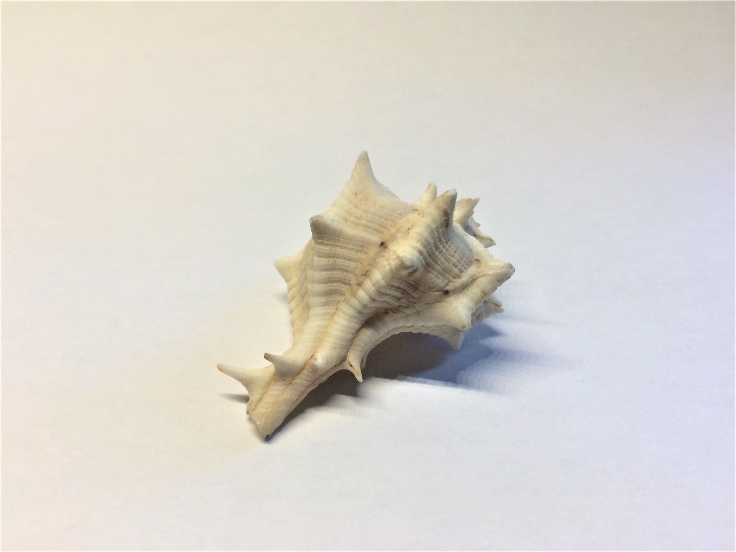 scanned horse conch shell 3D https://p.turbosquid.com/ts-thumb/I7/22NahK/o8MHibfG/img_2285/jpg/1564671972/1920x1080/fit_q87/bae39dd143902597c802935521d7740a6f185e7d/img_2285.jpg
