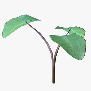 Taro Root Plant