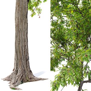 Robinia pseudoacacia 05