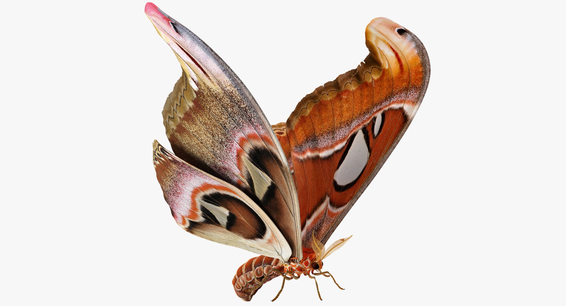 Atlas Moth Rigged 3D Model preview