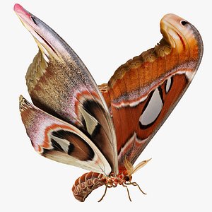 3D atlas moth rigged
