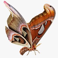 Atlas Moth Rigged 3D Model