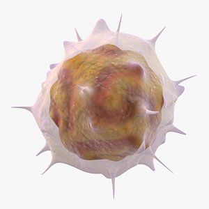 3D white blood cell lymphocytes