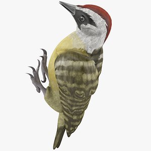3d woodpecker toy model