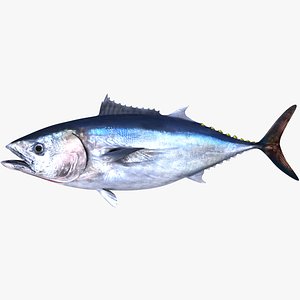 Pacific Bluefin Tuna 3D model