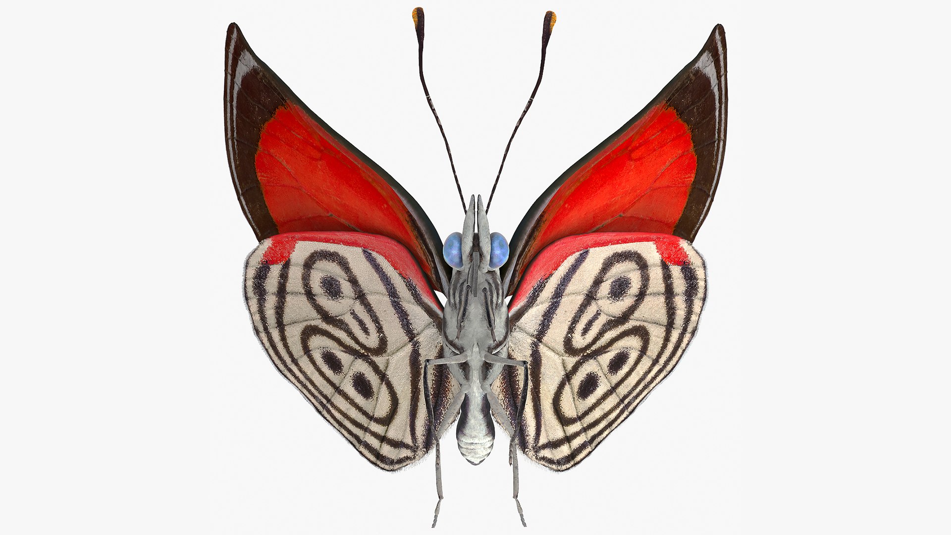Animated Diaethria Clymena Flight Rigged for Maya 3D model preview