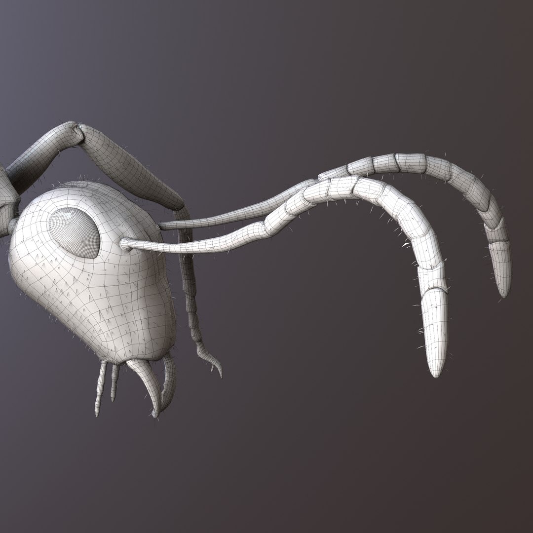 ant animations model https://p.turbosquid.com/ts-thumb/I7/ZIVBPt/1o1PMmMZ/w3/jpg/1551051624/1920x1080/fit_q87/b380d0040858f8d9ac79c3972a6d2a9a48a9f94e/w3.jpg