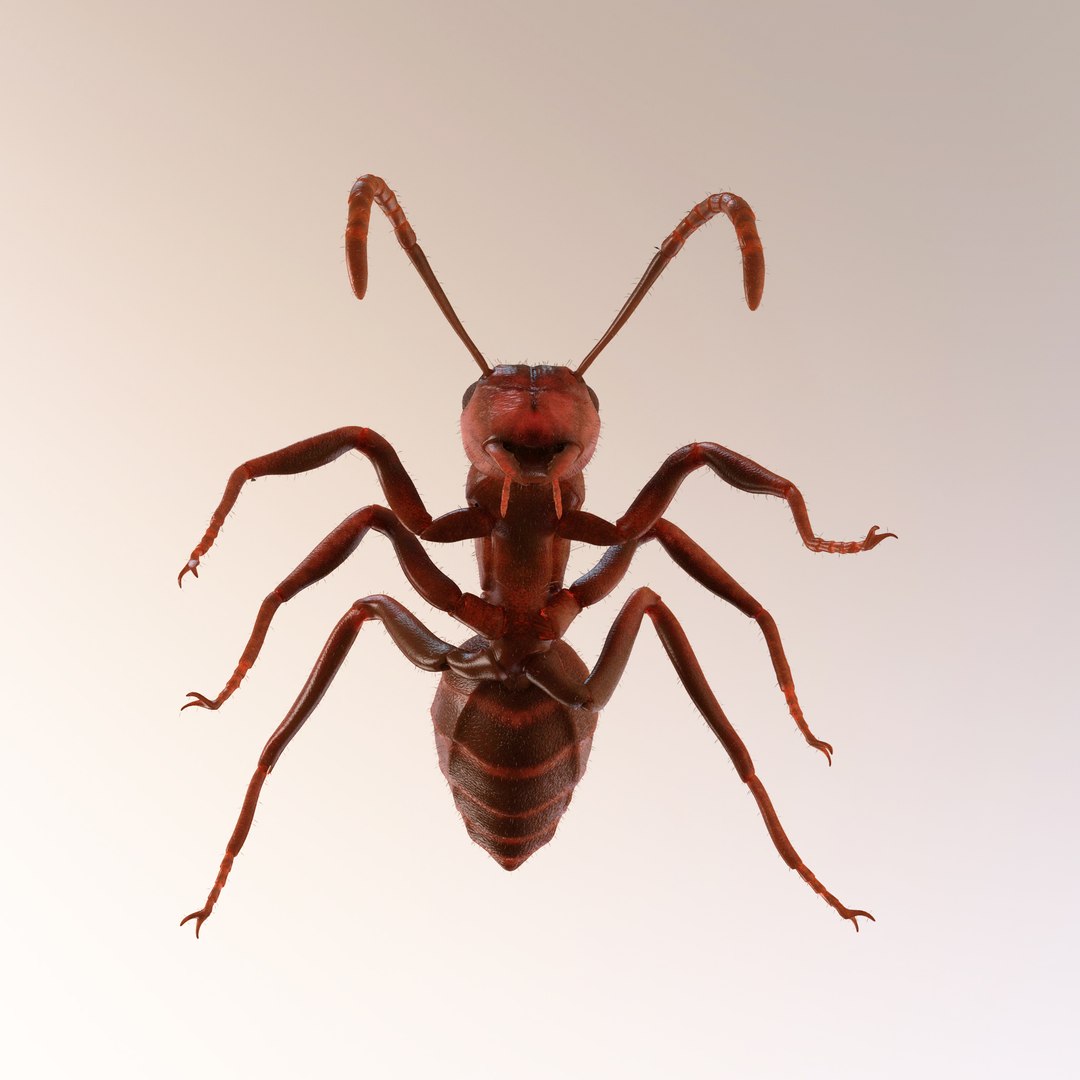 ant animations model https://p.turbosquid.com/ts-thumb/I7/ZIVBPt/33wzMF7i/9/jpg/1551051623/1920x1080/fit_q87/d7ddfac9fa35ad0cd918960f40f90186a0dee84b/9.jpg