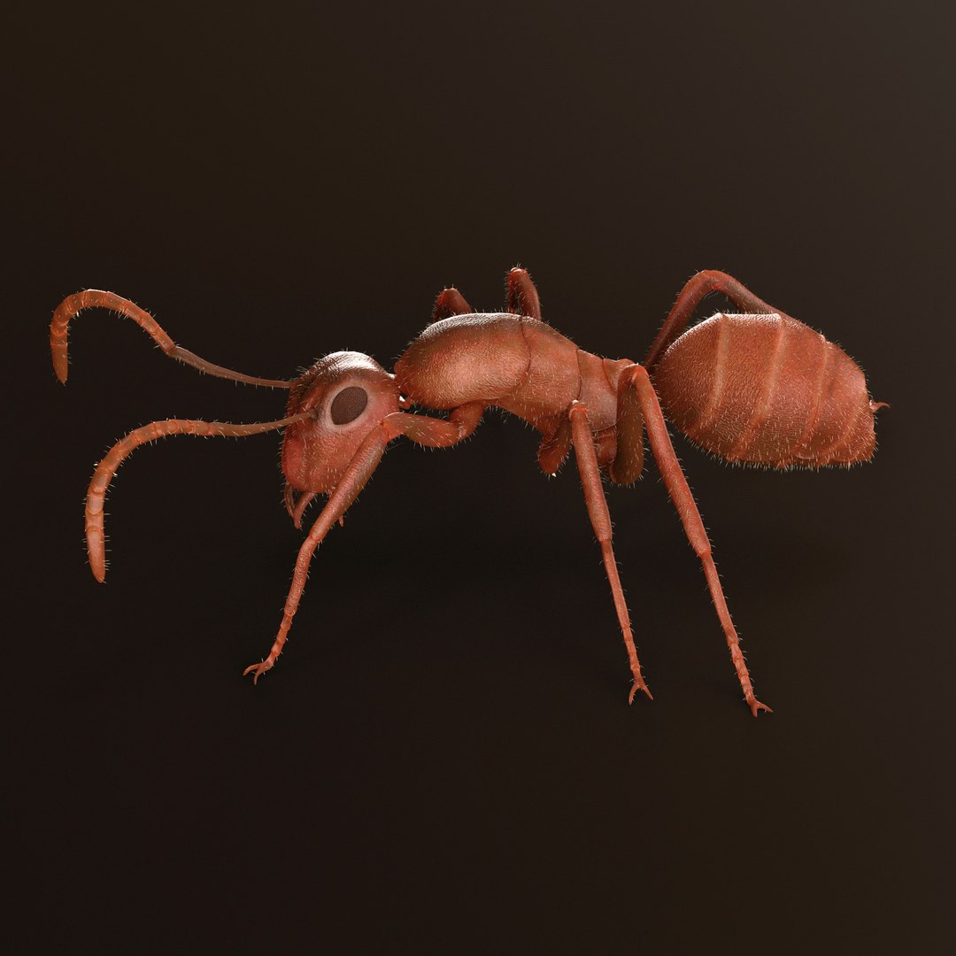 ant animations model https://p.turbosquid.com/ts-thumb/I7/ZIVBPt/3SseoSYH/8/jpg/1551051623/1920x1080/fit_q87/5af34c1eafcb2da7aabd6ed413fc2025580b7ad9/8.jpg