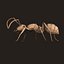 3d Ant Model Realistic & Animated