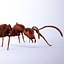 3d Ant Model Realistic & Animated