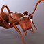 3d Ant Model Realistic & Animated