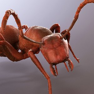 3d Ant Model Realistic & Animated