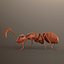 3d Ant Model Realistic & Animated