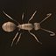 3d Ant Model Realistic & Animated